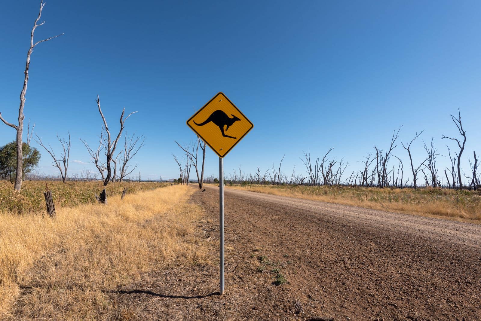A kangaroo road sign beside an outback dirt road. Photo by Pexels via Pexels.