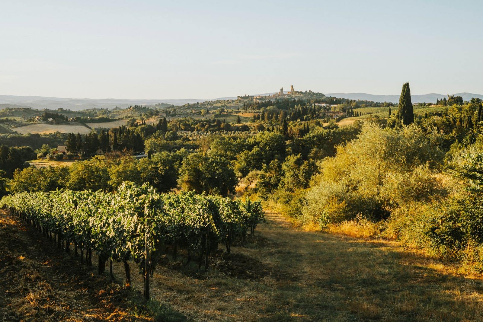 Rows of vines at golden hour with a hilltop town in the distance. Photo via Pexels (photo 14515698).
