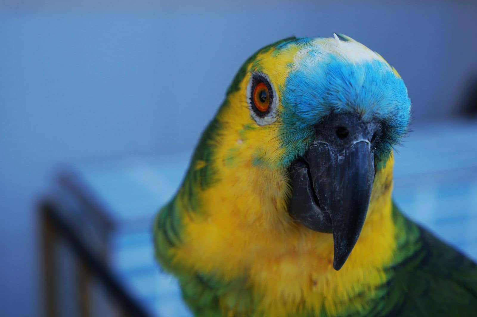 A parrot leaning in close to the camera, head tilted, as if ready to repeat whatever it hears. Photo by Elison Lopes de Oliveira via Pexels.